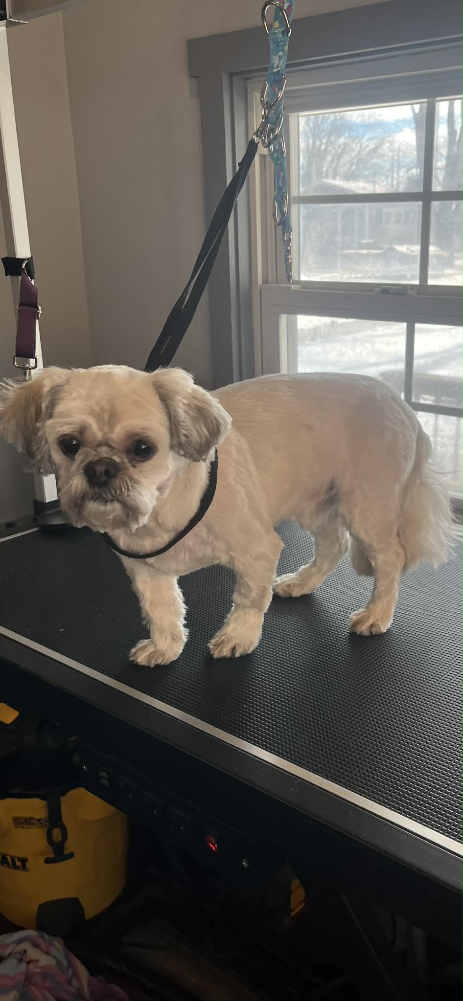 After grooming