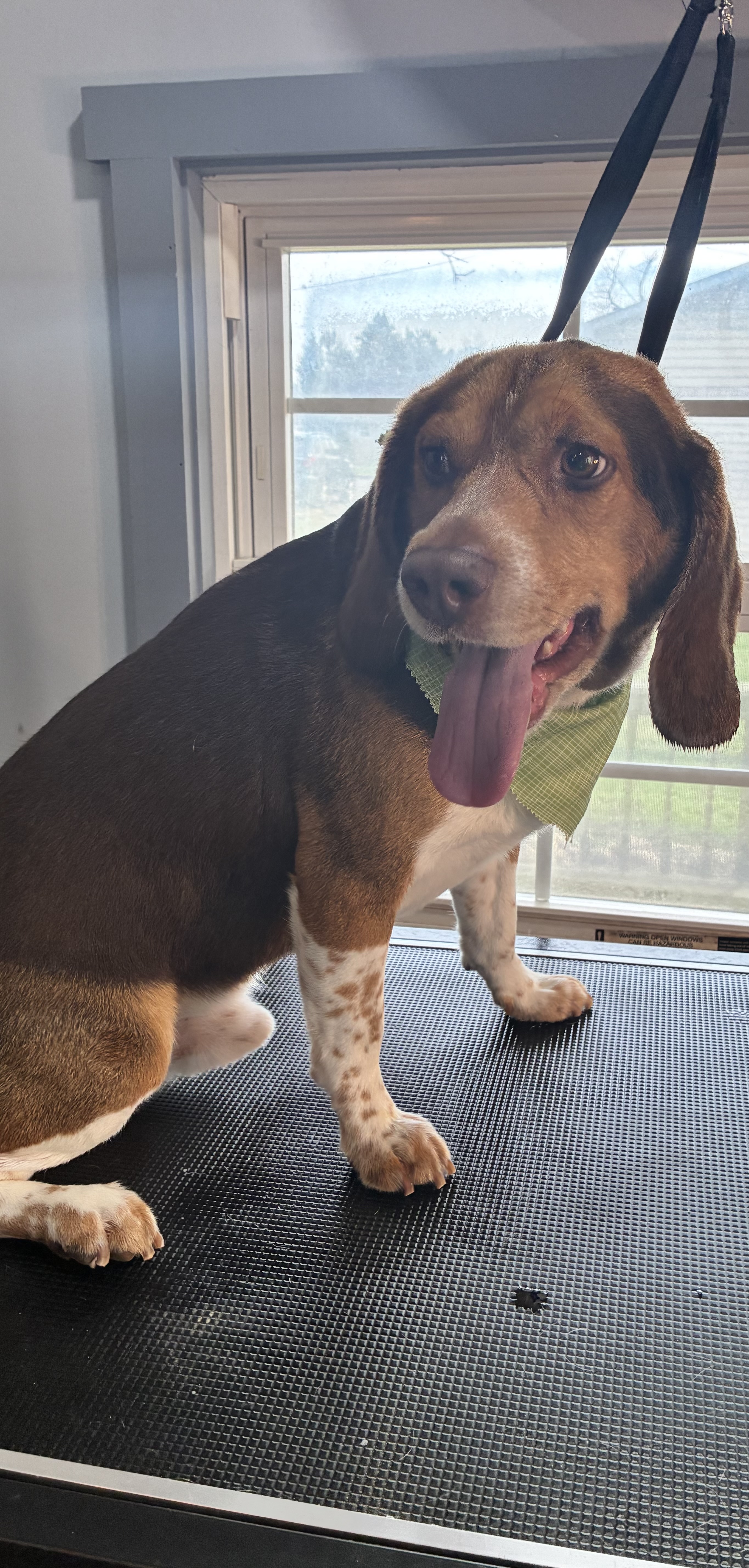 After grooming