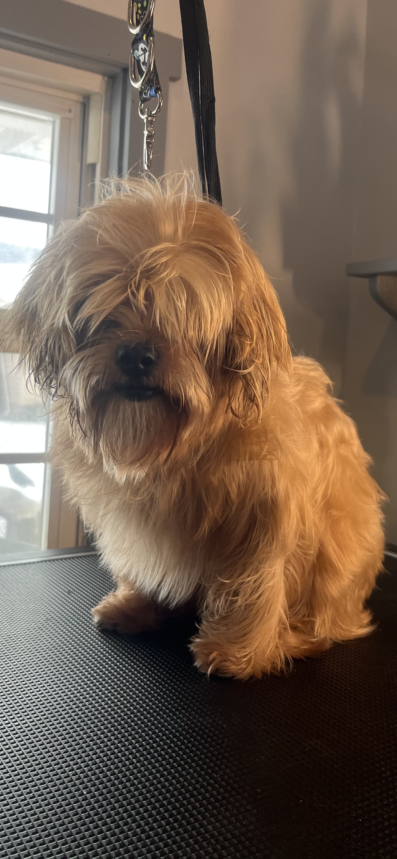 Before grooming